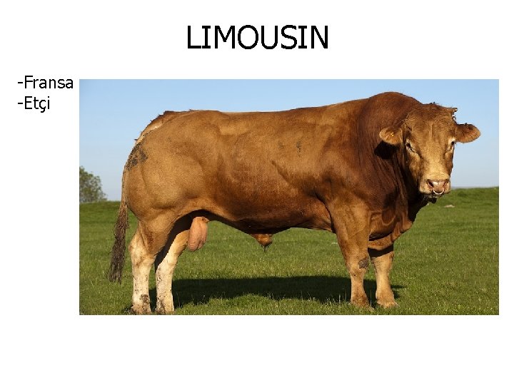 LIMOUSIN -Fransa -Etçi 