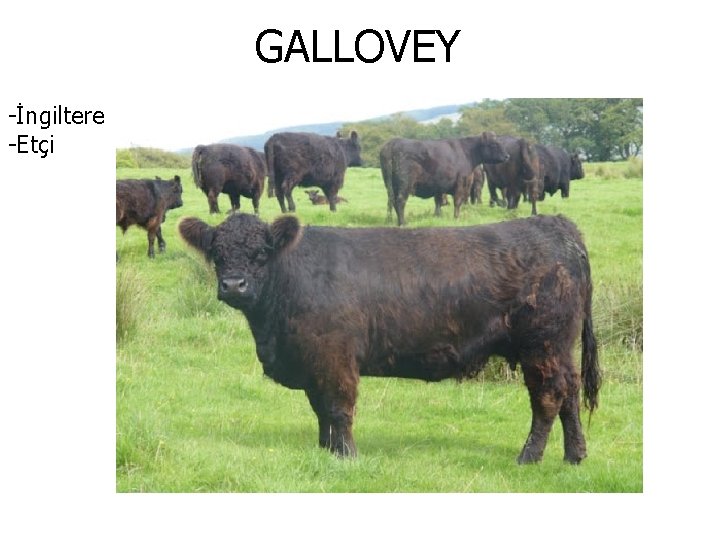 GALLOVEY -İngiltere -Etçi 