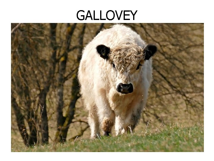 GALLOVEY 