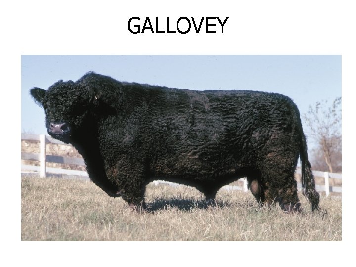 GALLOVEY 
