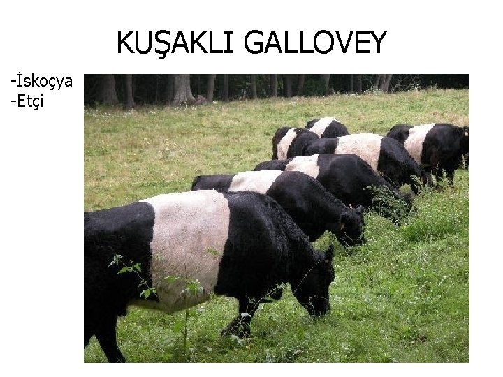 KUŞAKLI GALLOVEY -İskoçya -Etçi 