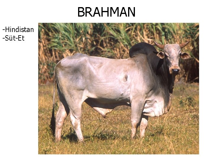 BRAHMAN -Hindistan -Süt-Et 
