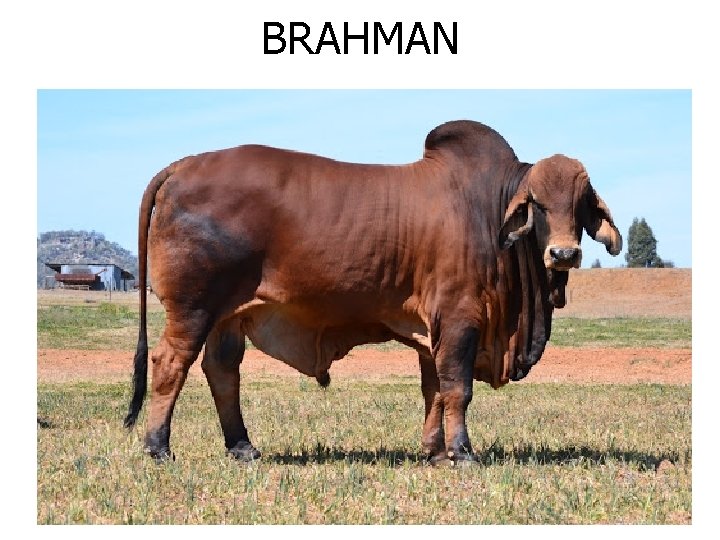 BRAHMAN 