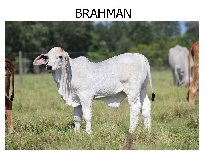 BRAHMAN 