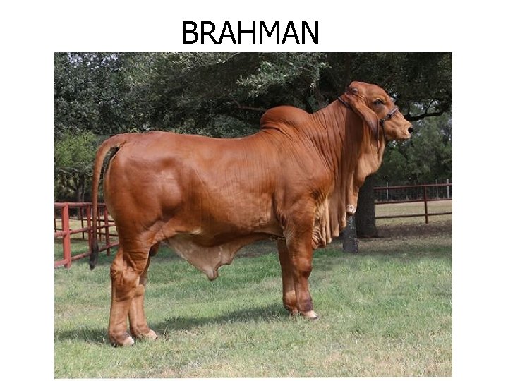 BRAHMAN 