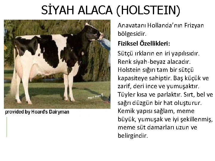 SİYAH ALACA (HOLSTEIN) Anavatanı Hollanda’nın Frizyan bölgesidir. Fiziksel Özellikleri: Sütçü ırkların en iri yapılısıdır.