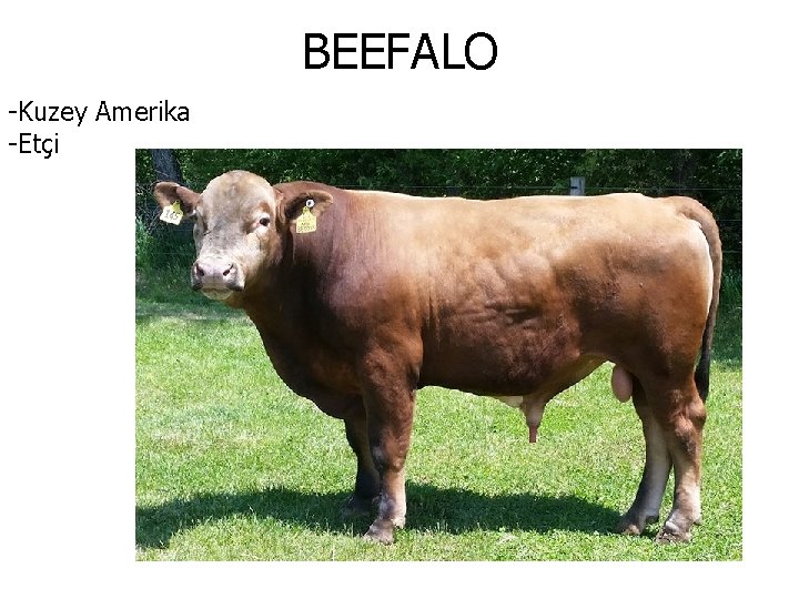 BEEFALO -Kuzey Amerika -Etçi 