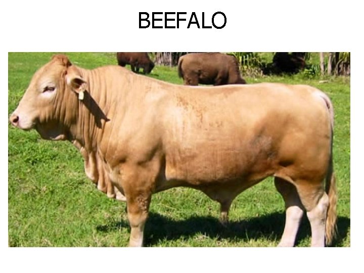 BEEFALO 