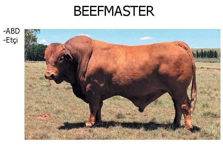 BEEFMASTER -ABD -Etçi 