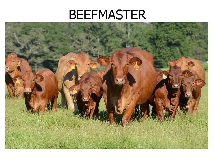 BEEFMASTER 