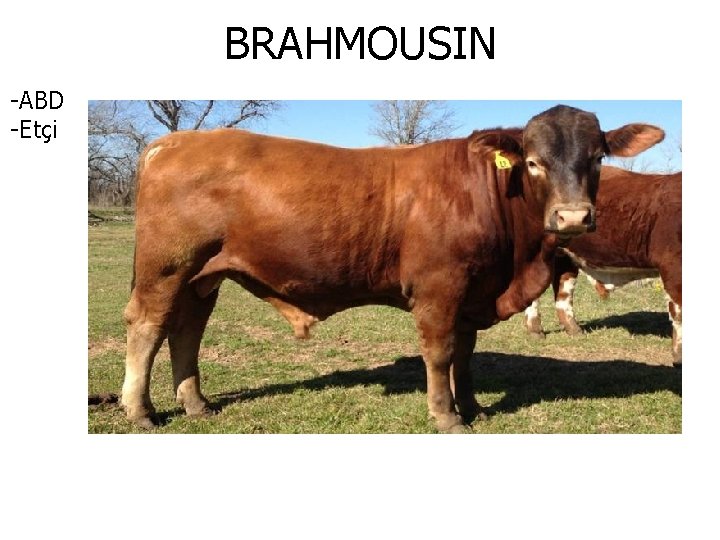 BRAHMOUSIN -ABD -Etçi 