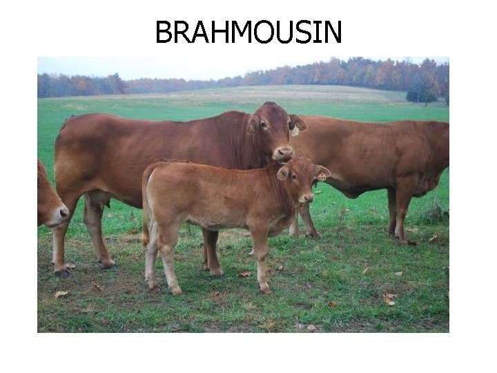 BRAHMOUSIN 