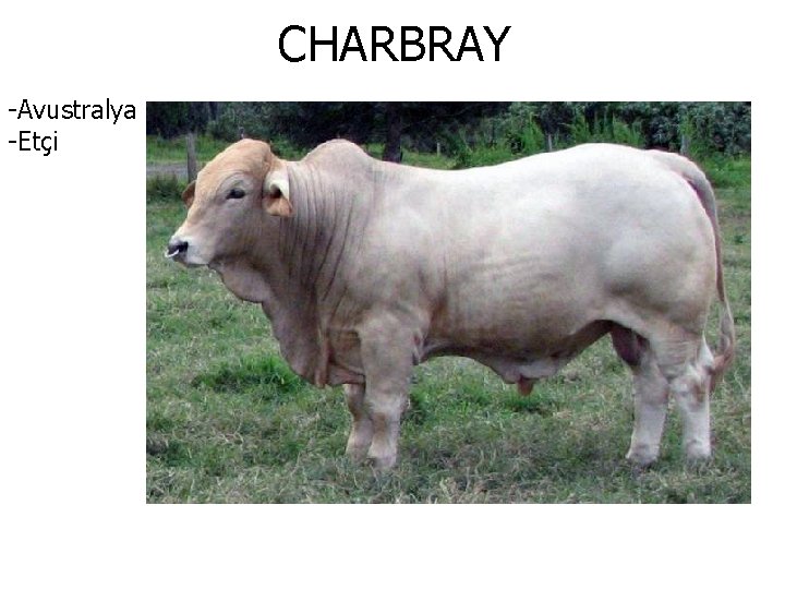 CHARBRAY -Avustralya -Etçi 