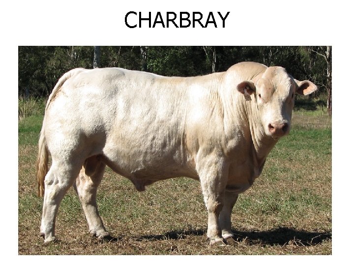 CHARBRAY 