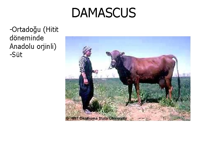 DAMASCUS -Ortadoğu (Hitit döneminde Anadolu orjinli) -Süt 