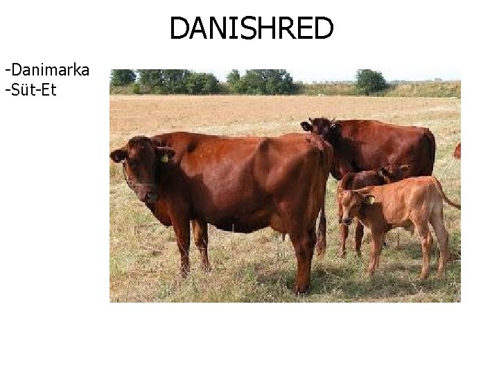 DANISHRED -Danimarka -Süt-Et 