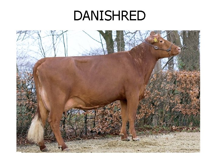 DANISHRED 