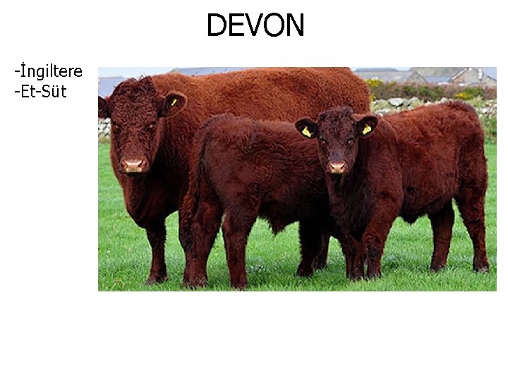 DEVON -İngiltere -Et-Süt 