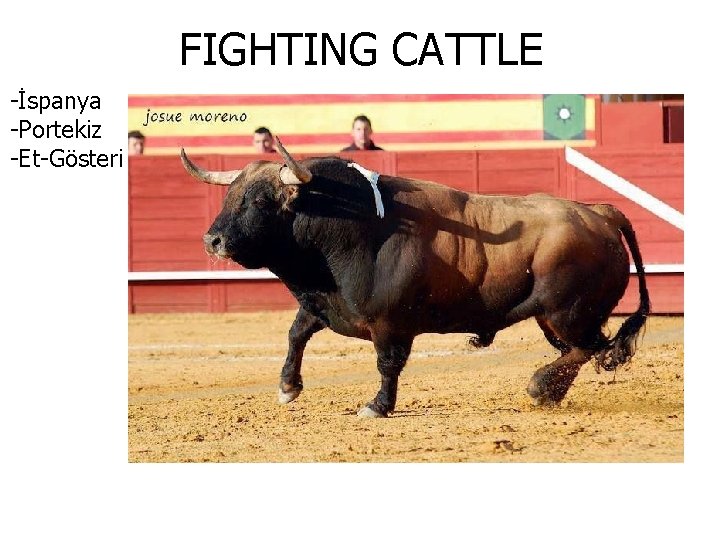 FIGHTING CATTLE -İspanya -Portekiz -Et-Gösteri 