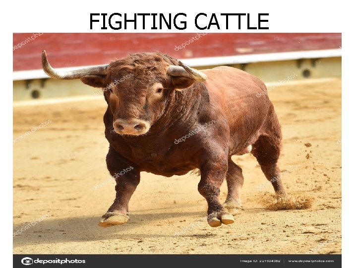 FIGHTING CATTLE 