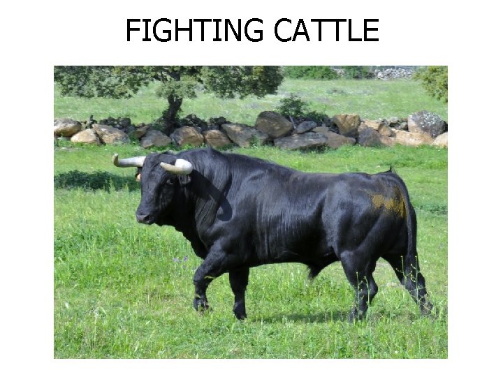 FIGHTING CATTLE 