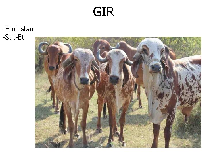 GIR -Hindistan -Süt-Et 