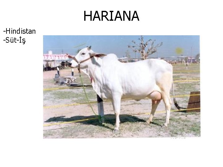 HARIANA -Hindistan -Süt-İş 