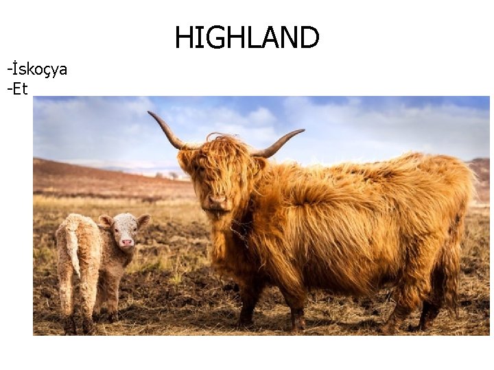 HIGHLAND -İskoçya -Et 