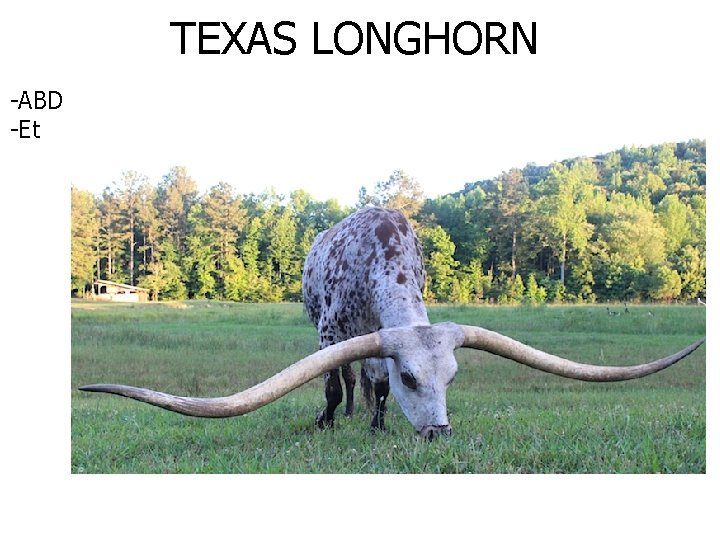 TEXAS LONGHORN -ABD -Et 