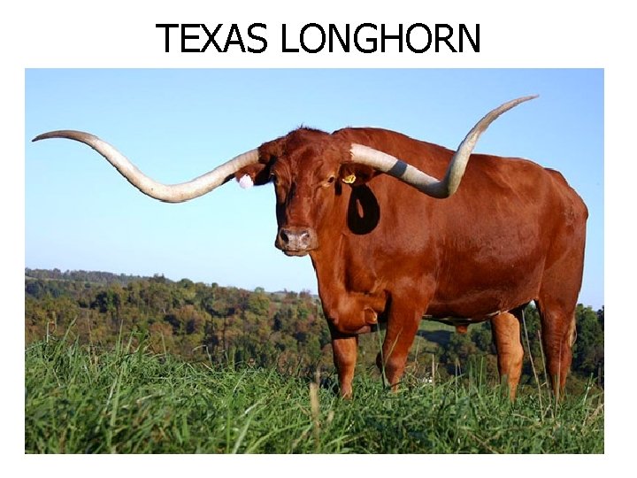 TEXAS LONGHORN 