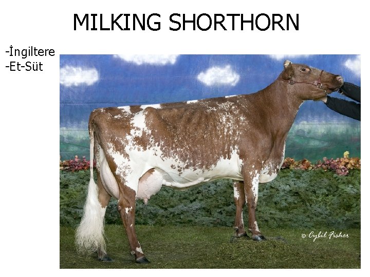 MILKING SHORTHORN -İngiltere -Et-Süt 