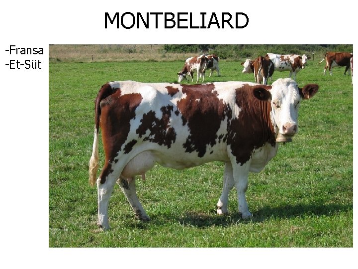 MONTBELIARD -Fransa -Et-Süt 