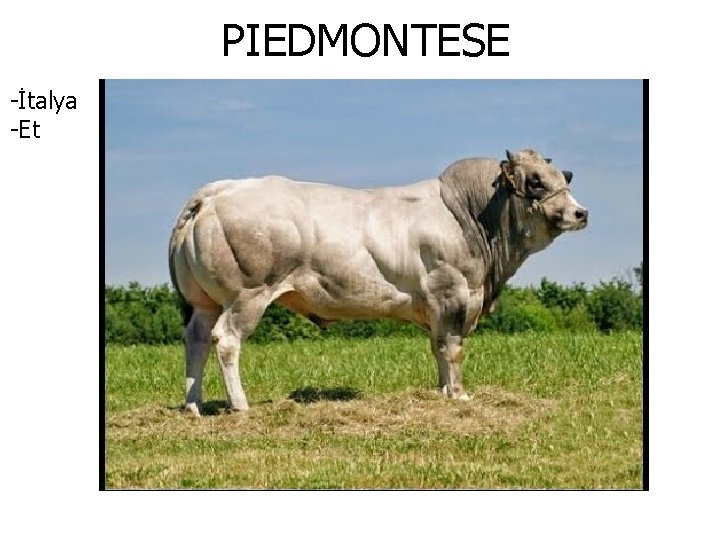 PIEDMONTESE -İtalya -Et 