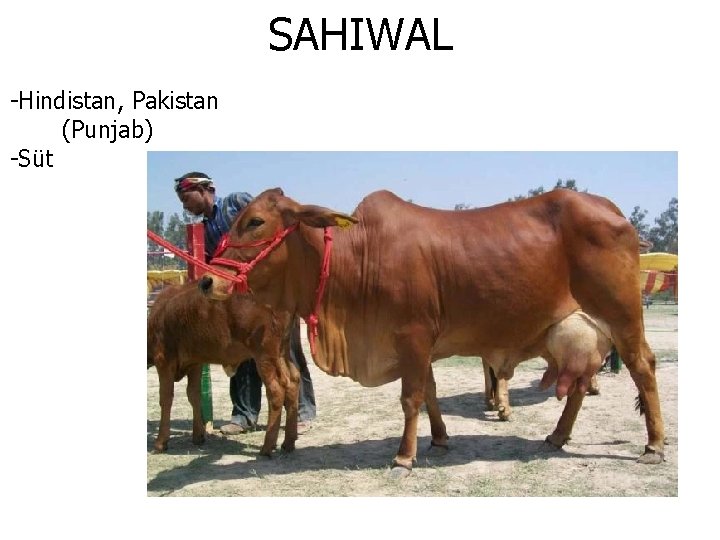 SAHIWAL -Hindistan, Pakistan (Punjab) -Süt 