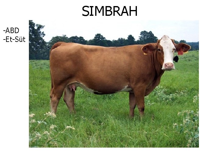 SIMBRAH -ABD -Et-Süt 