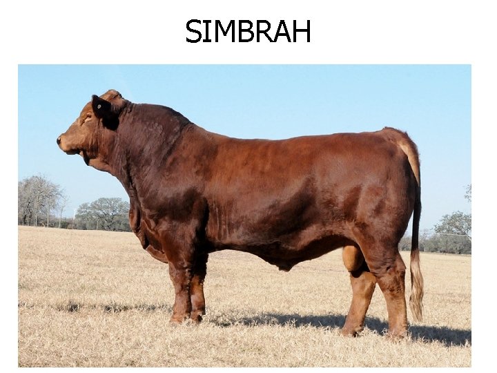 SIMBRAH 