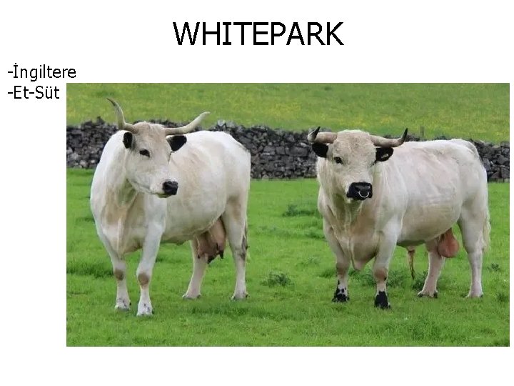 WHITEPARK -İngiltere -Et-Süt 