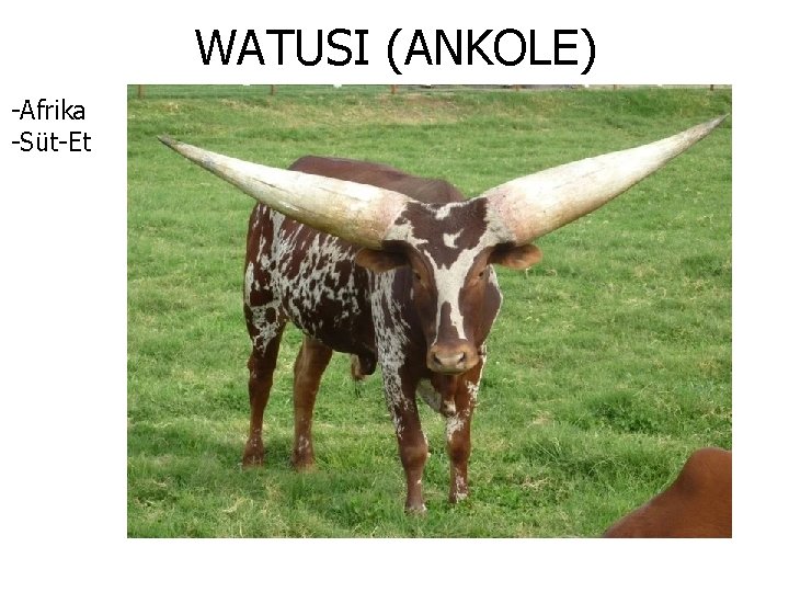 WATUSI (ANKOLE) -Afrika -Süt-Et 