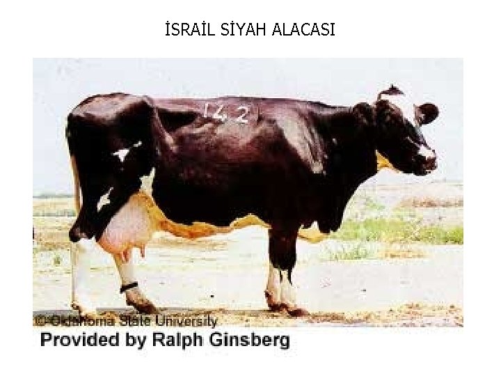 İSRAİL SİYAH ALACASI 