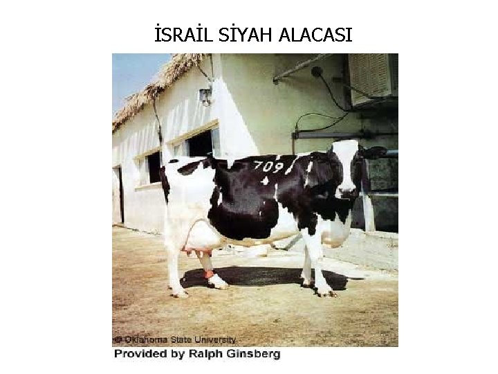 İSRAİL SİYAH ALACASI 