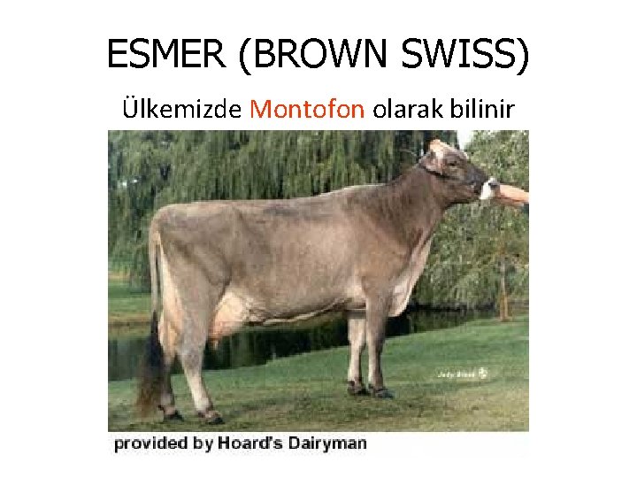 ESMER (BROWN SWISS) Ülkemizde Montofon olarak bilinir 