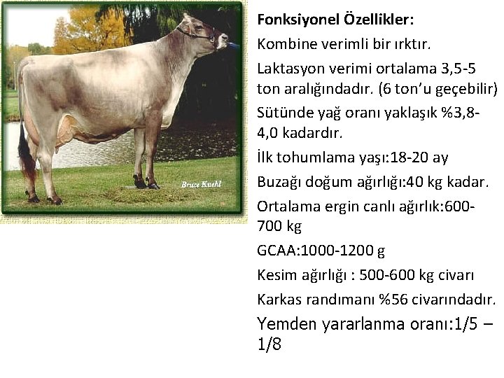 Fonksiyonel Özellikler: Kombine verimli bir ırktır. Laktasyon verimi ortalama 3, 5 -5 ton aralığındadır.