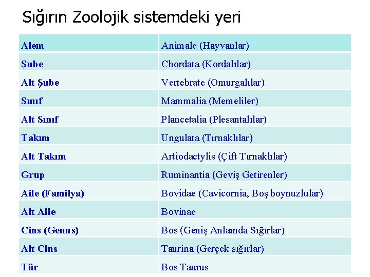 Sığırın Zoolojik sistemdeki yeri Alem Animale (Hayvanlar) Şube Chordata (Kordalılar) Alt Şube Vertebrate (Omurgalılar)