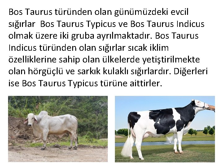 Bos Taurus türünden olan günümüzdeki evcil sığırlar Bos Taurus Typicus ve Bos Taurus Indicus
