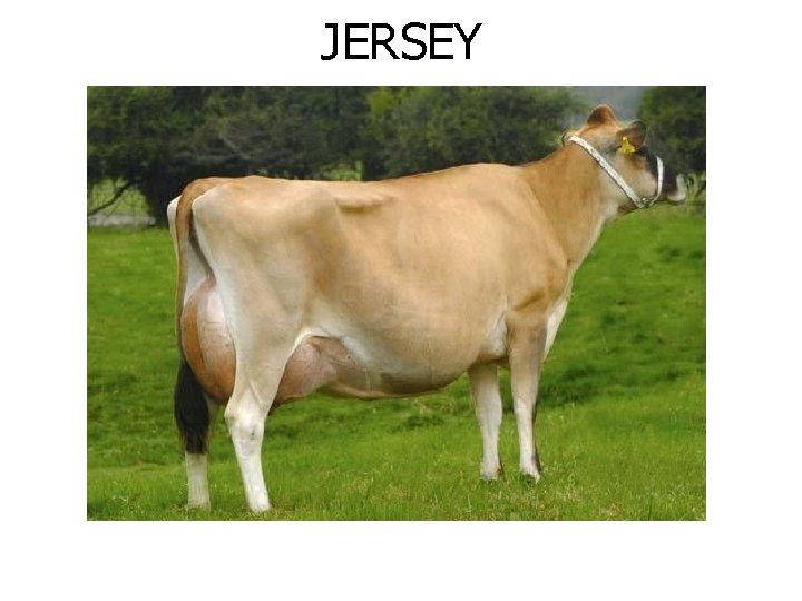 JERSEY 