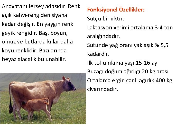 Anavatanı Jersey adasıdır. Renk açık kahverengiden siyaha kadar değişir. En yaygın renk geyik rengidir.