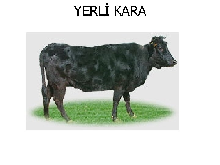 YERLİ KARA 