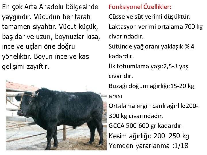 En çok Arta Anadolu bölgesinde yaygındır. Vücudun her tarafı tamamen siyahtır. Vücut küçük, baş