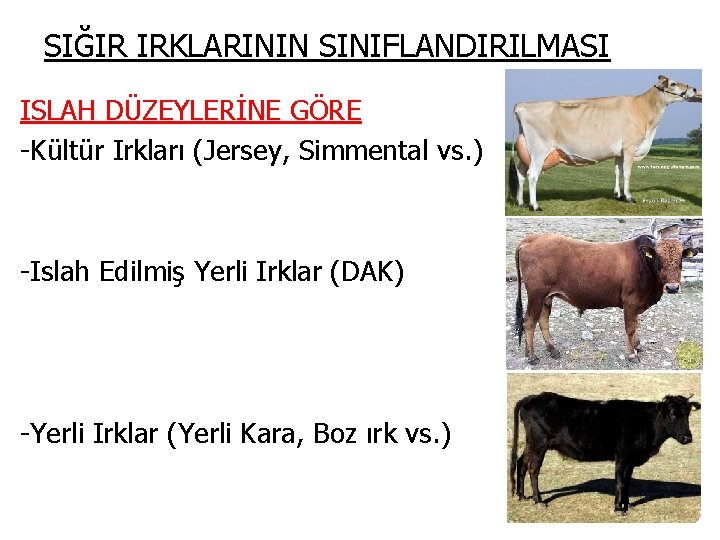 SIĞIR IRKLARININ SINIFLANDIRILMASI ISLAH DÜZEYLERİNE GÖRE -Kültür Irkları (Jersey, Simmental vs. ) -Islah Edilmiş