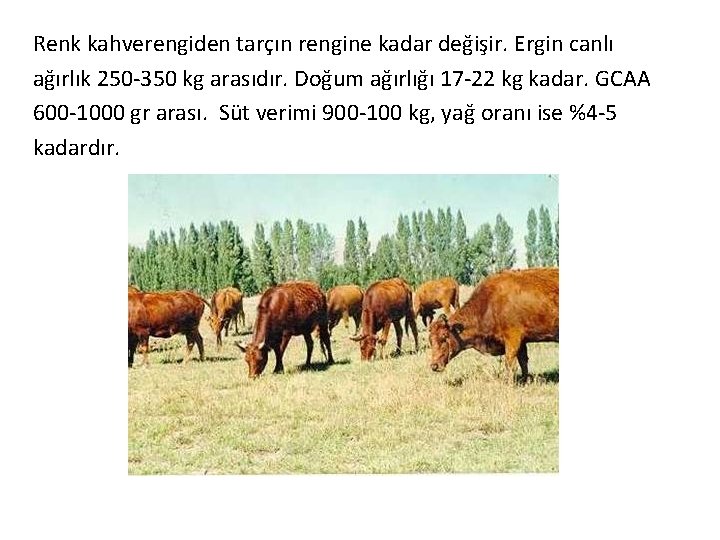 Renk kahverengiden tarçın rengine kadar değişir. Ergin canlı ağırlık 250 -350 kg arasıdır. Doğum